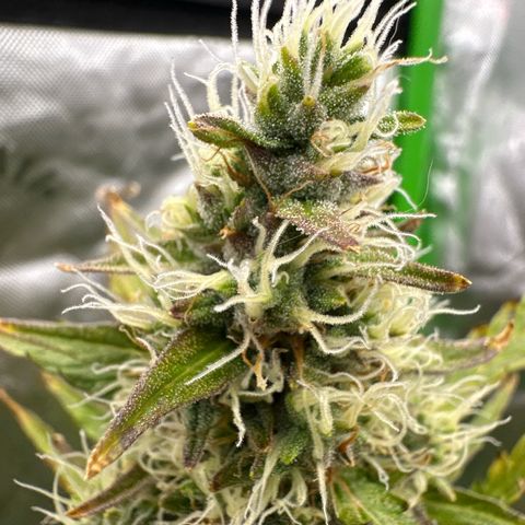 FB420 Original Gorilla 🦍Zkittles Pink growlog timeline photo