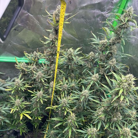 FB420 Original Gorilla 🦍Zkittles Blue growlog timeline photo