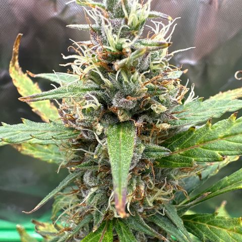 FB420 Original Gorilla 🦍Zkittles Blue growlog timeline photo