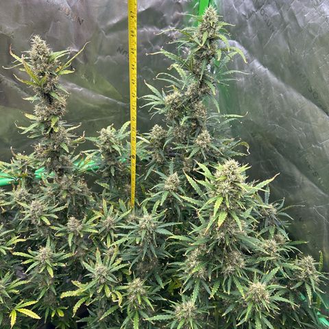 FB420 Original Gorilla 🦍Zkittles White growlog timeline photo