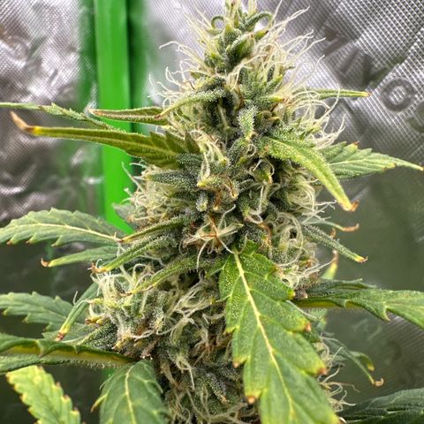 FB420 Original Gorilla 🦍Zkittles White growlog timeline photo