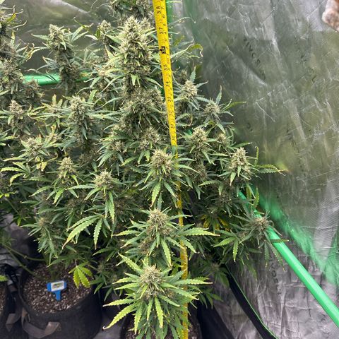 FB420 Original Gorilla 🦍Zkittles Green growlog timeline photo