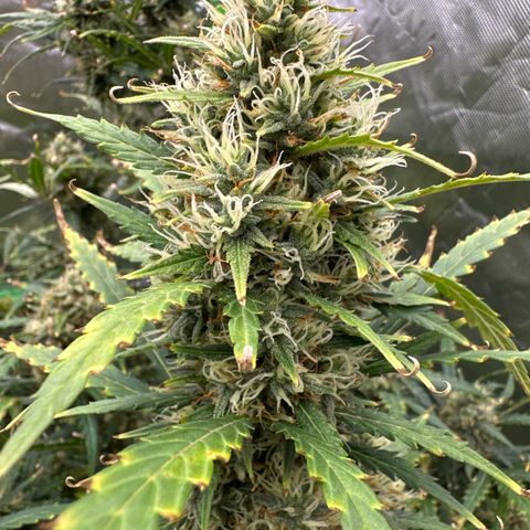 FB420 Original Gorilla 🦍Zkittles Green growlog timeline photo