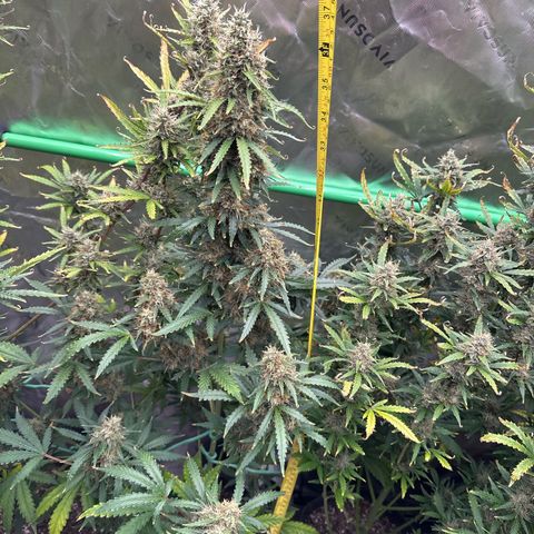 FB420 Original Gorilla 🦍Zkittles Yellow growlog timeline photo