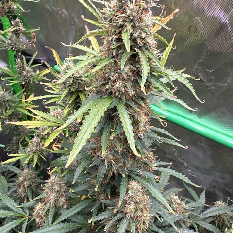 FB420 Original Gorilla 🦍Zkittles Yellow growlog timeline photo