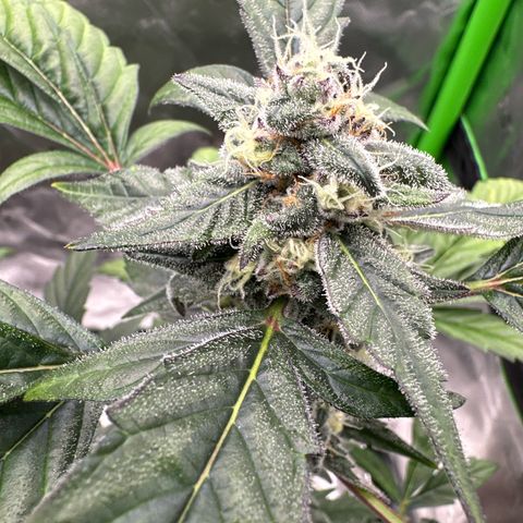 Birthday 🎉 Cake 🎂 Oreoz #1 growlog timeline photo