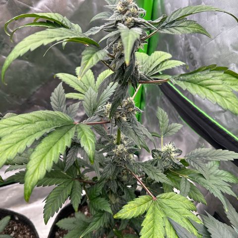 Birthday 🎉 Cake 🎂 Oreoz #1 growlog timeline photo