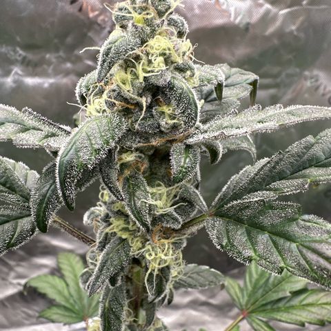 Birthday 🎉 Cake 🎂 Oreoz #2 growlog timeline photo