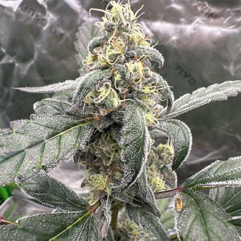 Birthday 🎉 Cake 🎂 Oreoz #3 growlog timeline photo