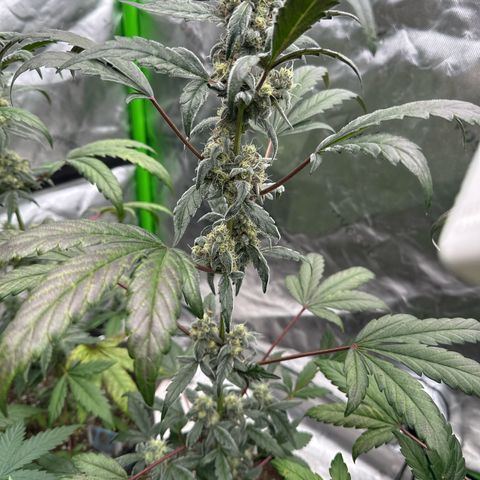 Birthday 🎉 Cake 🎂 Oreoz #3 growlog timeline photo