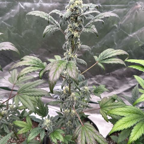 Birthday 🎉 Cake 🎂 Oreoz #2 growlog timeline photo