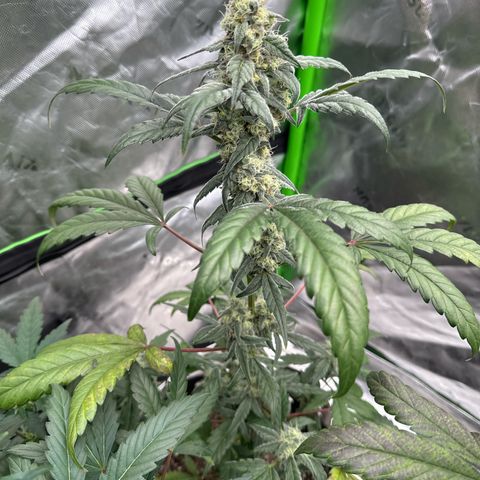 Birthday 🎉 Cake 🎂 Oreoz #4 growlog timeline photo