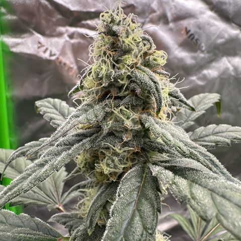 Birthday 🎉 Cake 🎂 Oreoz #4 growlog timeline photo