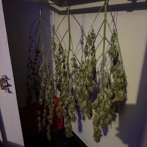 FB420 Original Gorilla 🦍Zkittles Blue growlog timeline photo