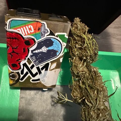 FB420 Original Gorilla 🦍Zkittles Blue growlog timeline photo