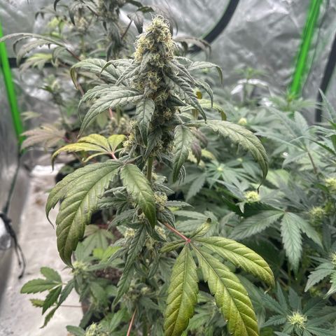 Birthday 🎉 Cake 🎂 Oreoz #1 growlog timeline photo