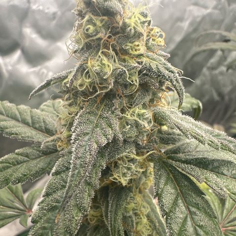 Birthday 🎉 Cake 🎂 Oreoz #1 growlog timeline photo