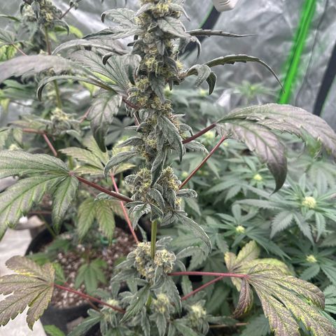 Birthday 🎉 Cake 🎂 Oreoz #2 growlog timeline photo