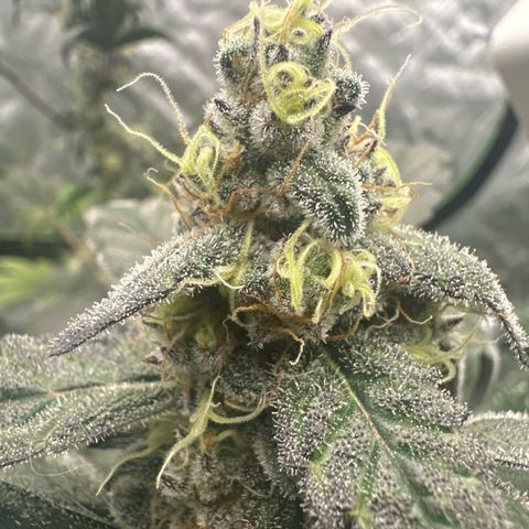 Birthday 🎉 Cake 🎂 Oreoz #2 growlog timeline photo