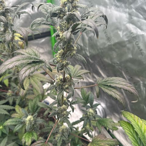 Birthday 🎉 Cake 🎂 Oreoz #3 growlog timeline photo