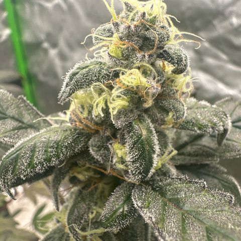 Birthday 🎉 Cake 🎂 Oreoz #3 growlog timeline photo