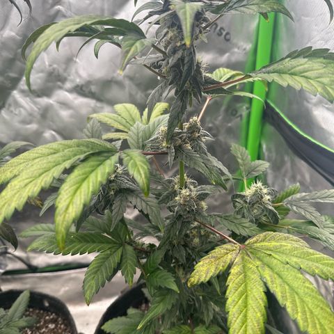 Birthday 🎉 Cake 🎂 Oreoz #4 growlog timeline photo