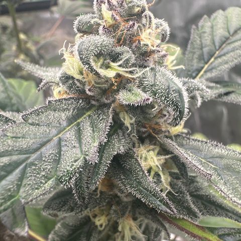 Birthday 🎉 Cake 🎂 Oreoz #4 growlog timeline photo