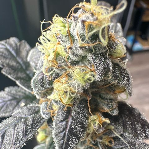 Birthday 🎉 Cake 🎂 Oreoz #3 growlog photo: Pulled 1w early