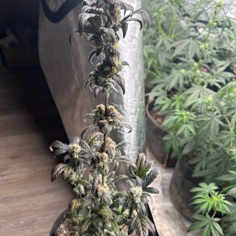 Birthday 🎉 Cake 🎂 Oreoz #3 growlog photo: Pulled 1w early