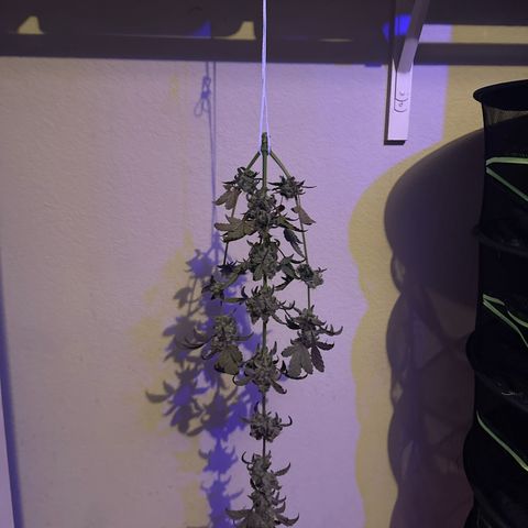 Birthday 🎉 Cake 🎂 Oreoz #3 growlog photo: Pulled 1w early