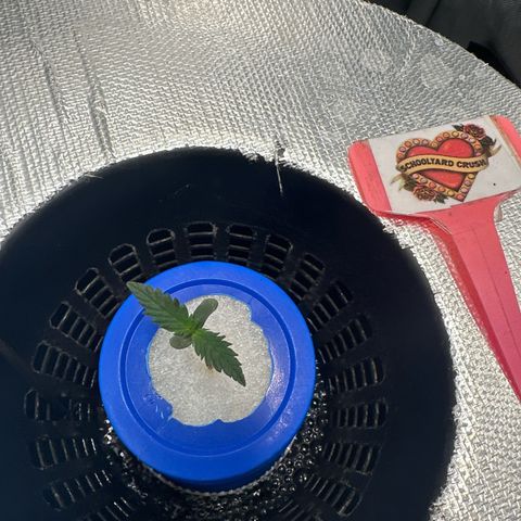 Schoolyard 🏫💕🫣🍒Crush - Hydro 🪣🌱🌿 growlog timeline photo