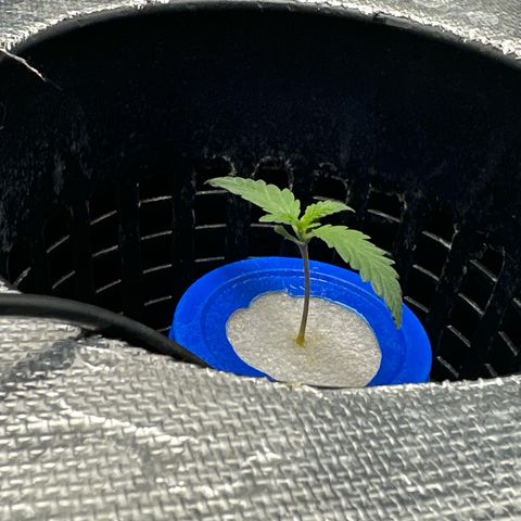 Schoolyard 🏫💕🫣🍒Crush - Hydro 🪣🌱🌿 growlog timeline photo