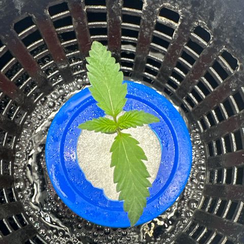 Schoolyard 🏫💕🫣🍒Crush - Hydro 🪣🌱🌿 growlog timeline photo