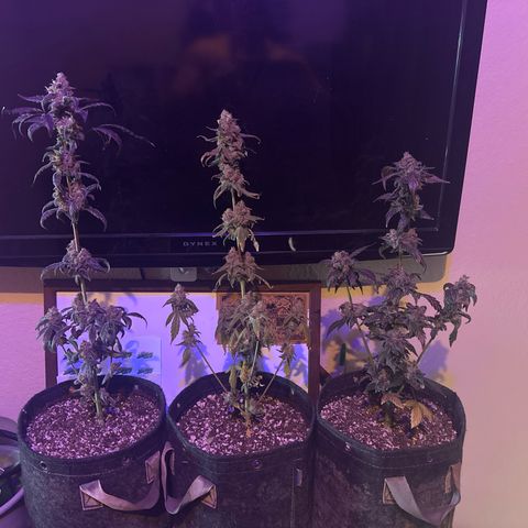 Birthday 🎉 Cake 🎂 Oreoz #4 growlog timeline photo