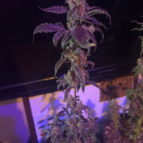 Birthday 🎉 Cake 🎂 Oreoz #1 growlog timeline photo