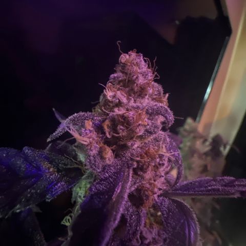 Birthday 🎉 Cake 🎂 Oreoz #1 growlog timeline photo
