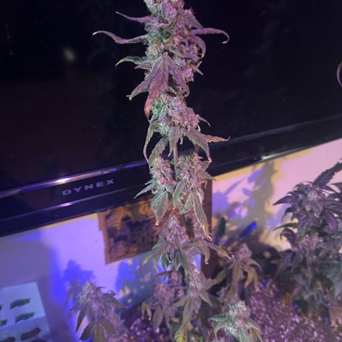 Birthday 🎉 Cake 🎂 Oreoz #2 growlog timeline photo