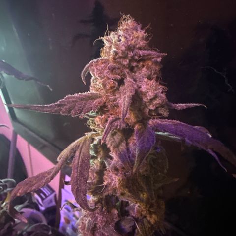 Birthday 🎉 Cake 🎂 Oreoz #2 growlog timeline photo
