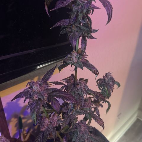 Birthday 🎉 Cake 🎂 Oreoz #4 growlog timeline photo