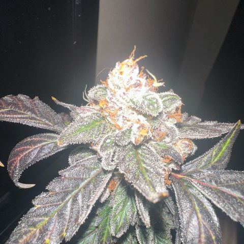 Birthday 🎉 Cake 🎂 Oreoz #4 growlog timeline photo