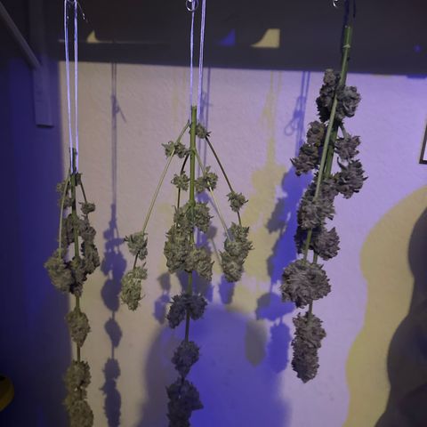 Birthday 🎉 Cake 🎂 Oreoz #4 growlog timeline photo