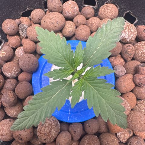 Schoolyard 🏫💕🫣🍒Crush - Hydro 🪣🌱🌿 growlog timeline photo