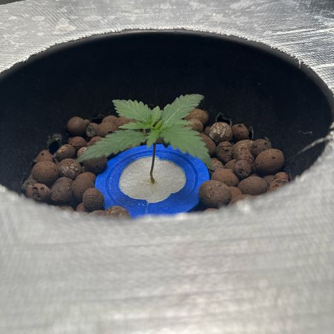 Schoolyard 🏫💕🫣🍒Crush - Hydro 🪣🌱🌿 growlog timeline photo