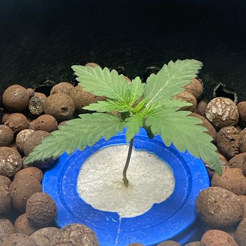Schoolyard 🏫💕🫣🍒Crush - Hydro 🪣🌱🌿 growlog timeline photo