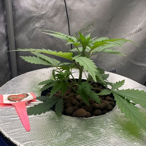 Schoolyard 🏫💕🫣🍒Crush - Hydro 🪣🌱🌿 growlog timeline photo
