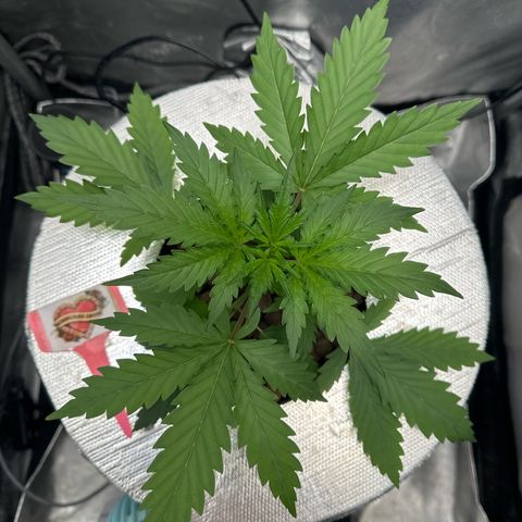 Schoolyard 🏫💕🫣🍒Crush - Hydro 🪣🌱🌿 growlog timeline photo