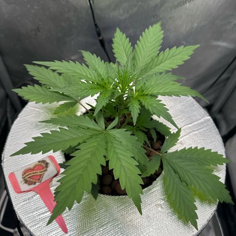 Schoolyard 🏫💕🫣🍒Crush - Hydro 🪣🌱🌿 growlog timeline photo