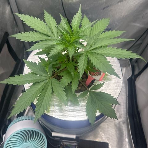 Schoolyard 🏫💕🫣🍒Crush - Hydro 🪣🌱🌿 growlog timeline photo