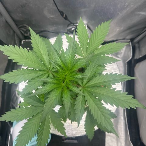 Schoolyard 🏫💕🫣🍒Crush - Hydro 🪣🌱🌿 growlog timeline photo