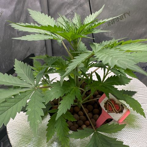 Schoolyard 🏫💕🫣🍒Crush - Hydro 🪣🌱🌿 growlog timeline photo